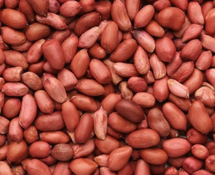 Red Runner Groundnut
