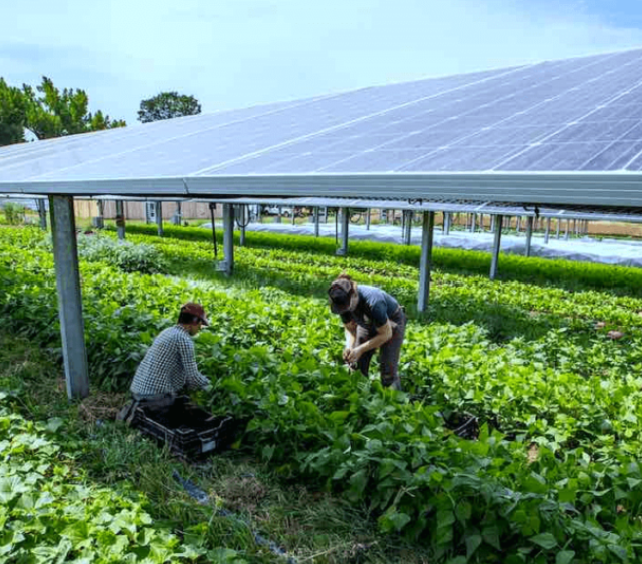 Solar Farming: Powering Agriculture with the Sun
