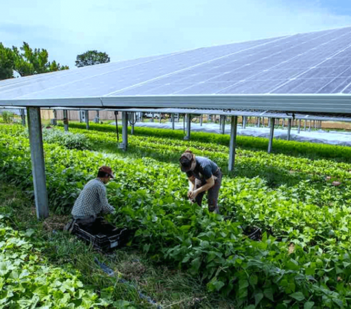 Solar Farming: Powering Agriculture with the Sun